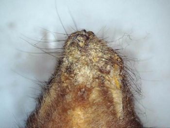 Media type: image;   Mammalogy BANGS-9913 Description: Image of skin specimen - ventral view. ventral view of facial_vibrissae.;